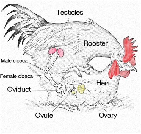 does a rooster have a pecker|Chicken Reproduction: A Rooster’s System .